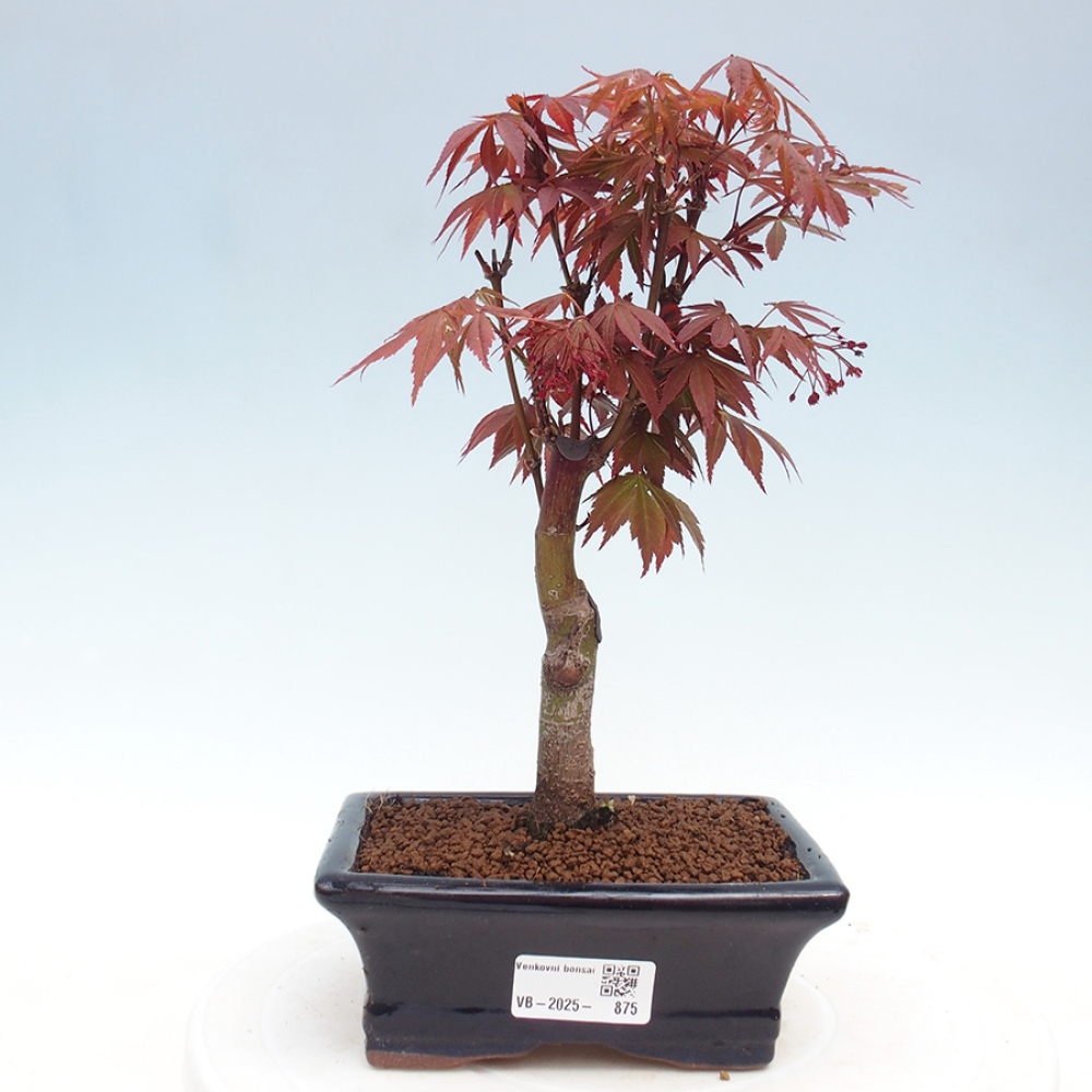 Vonkajší bonsai - Acer palm. Atropurpureum-Javor dlanitolistý