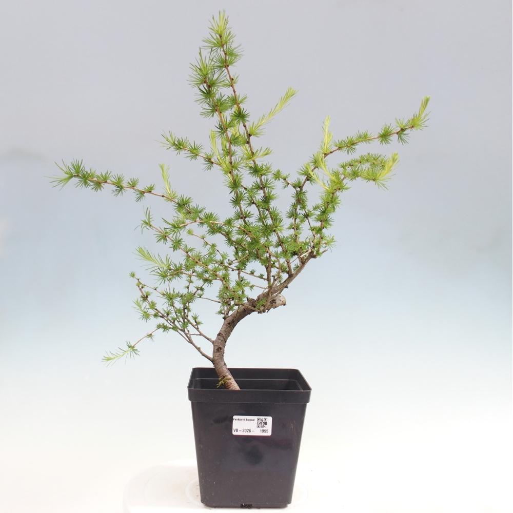 Vonkajšie bonsaje -Larix decidua - Smrekovec