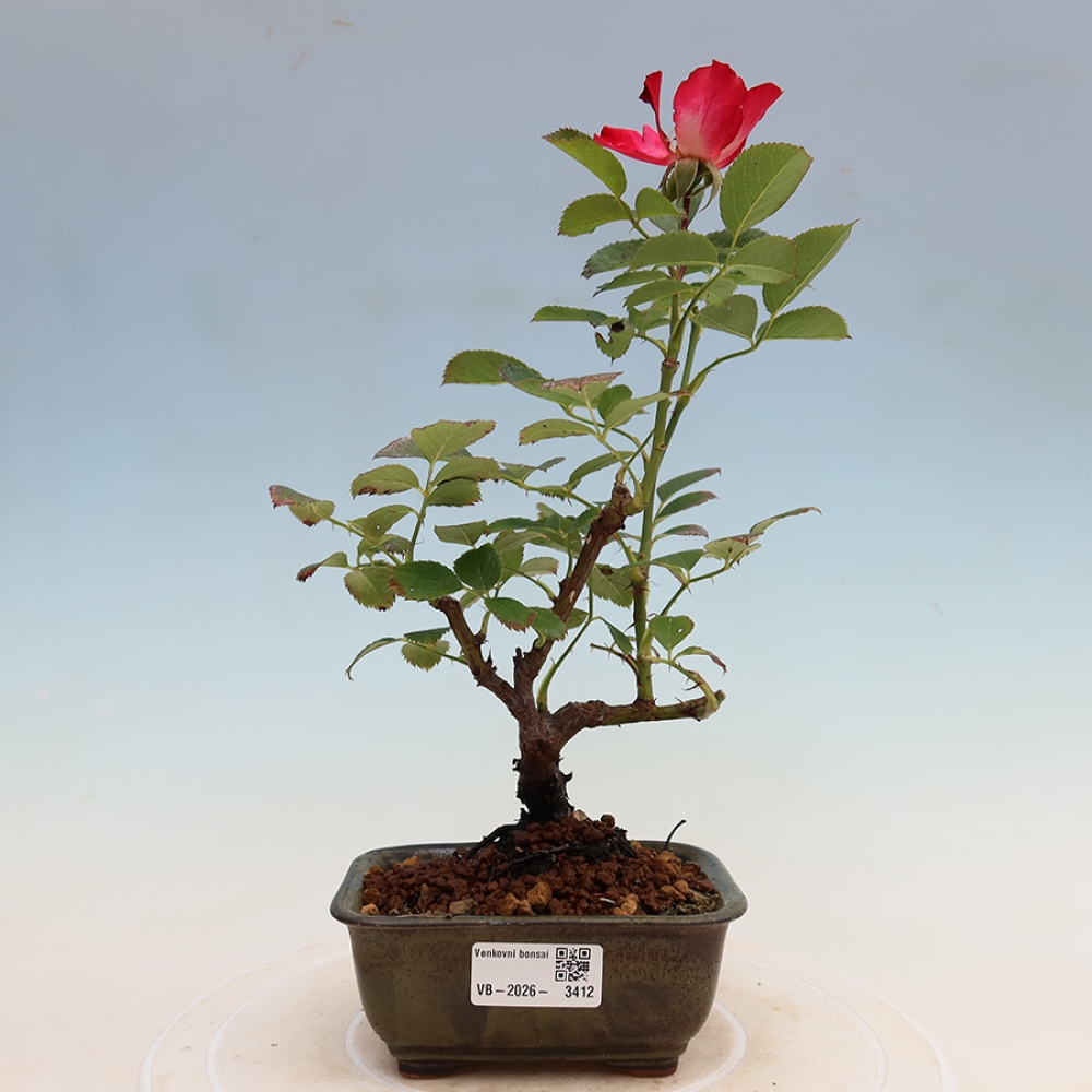 Vonkajšie bonsaje – Rosa Kordes – ruže