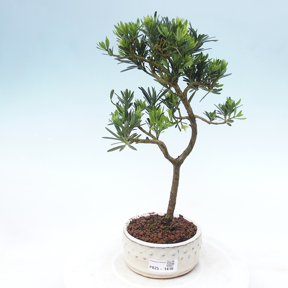 Izbová bonsai - Podocarpus - Kamenný tis