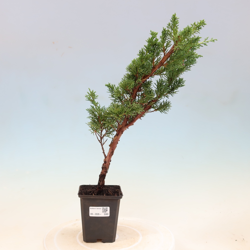 Vonkajší bonsaj - Juniperus chinensis Kishu