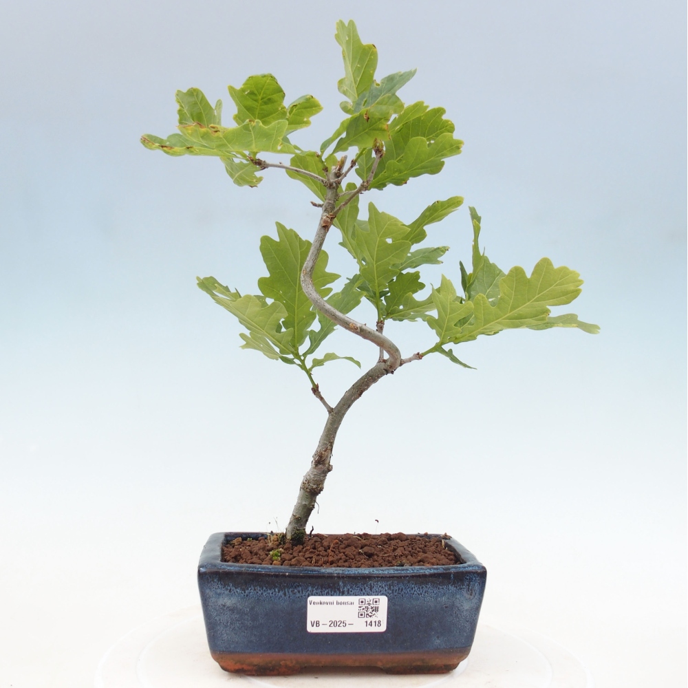 Vonkajšie bonsai - Quercus robur - Dub letný