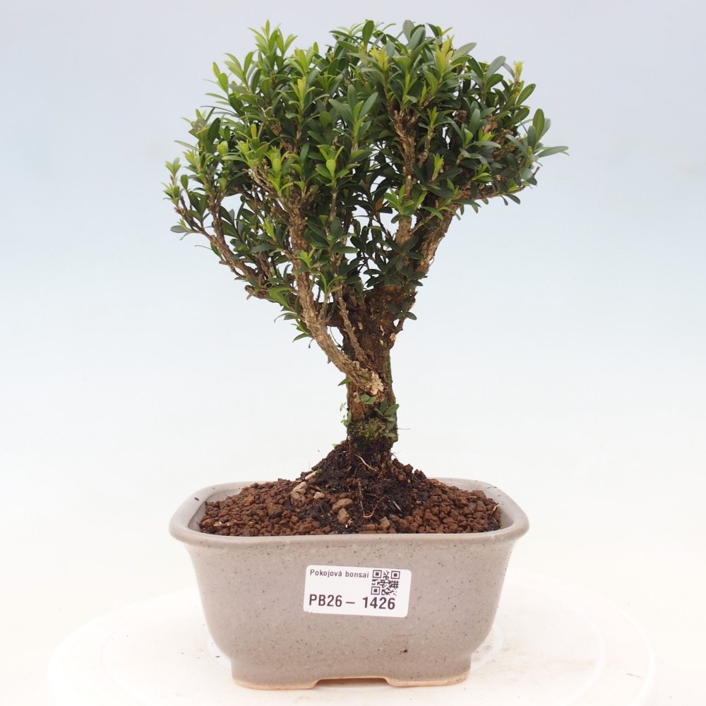 Izbové bonsaje - Buxus harlandii - korkový buxus