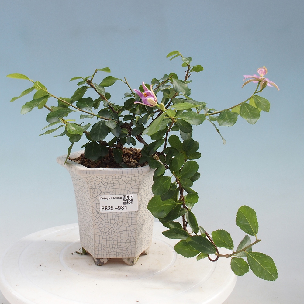 Izbová bonsai - Grewia occidentalis - Hviezdica levanduľová