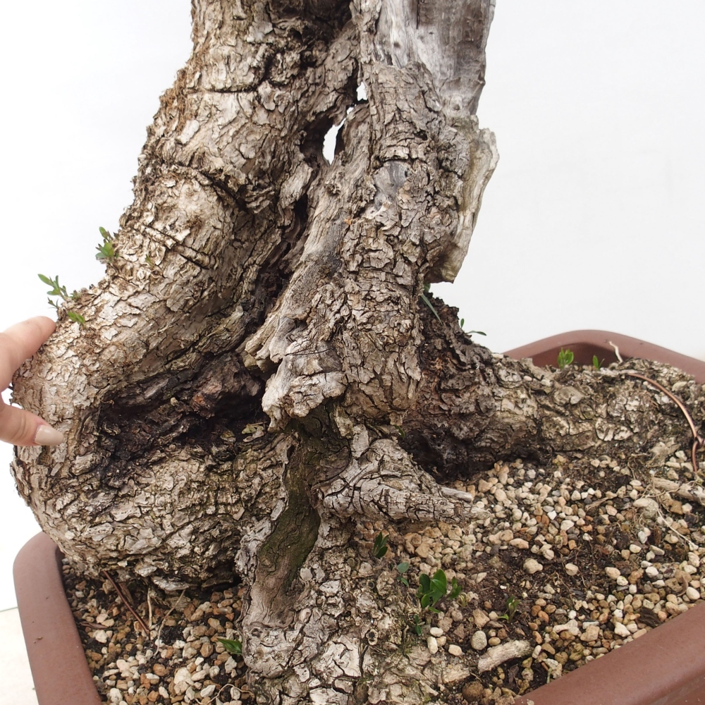 Izbová bonsai - Olea europaea sylvestris -Oliva evropská drobnolistá