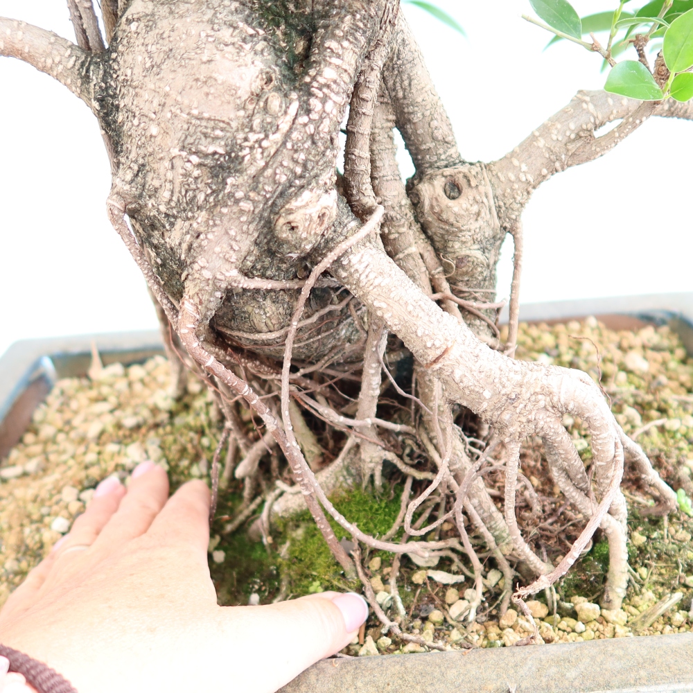 Izbové bonsaje - Ficus kimmen - drobnolistý fikus