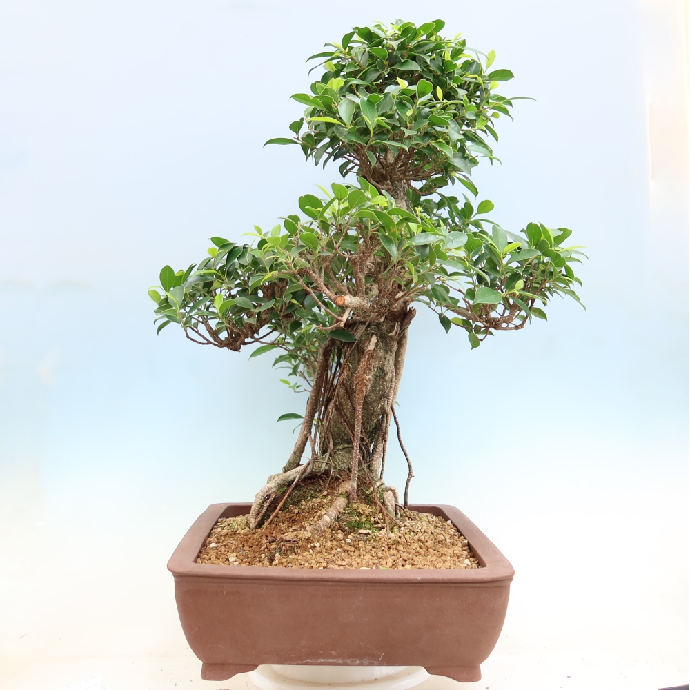 Izbové bonsaje - Ficus kimmen - drobnolistý fikus
