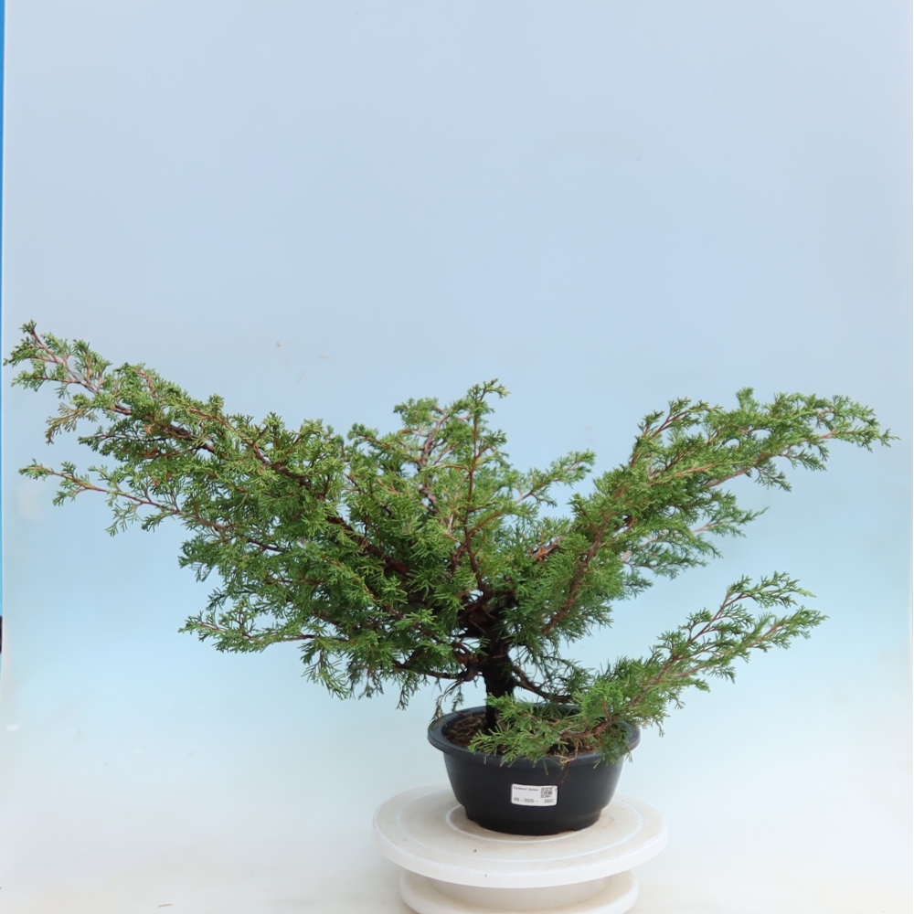Vonkajší bonsai – Juniperus chinensis Itoigawa – čínsky jalovec
