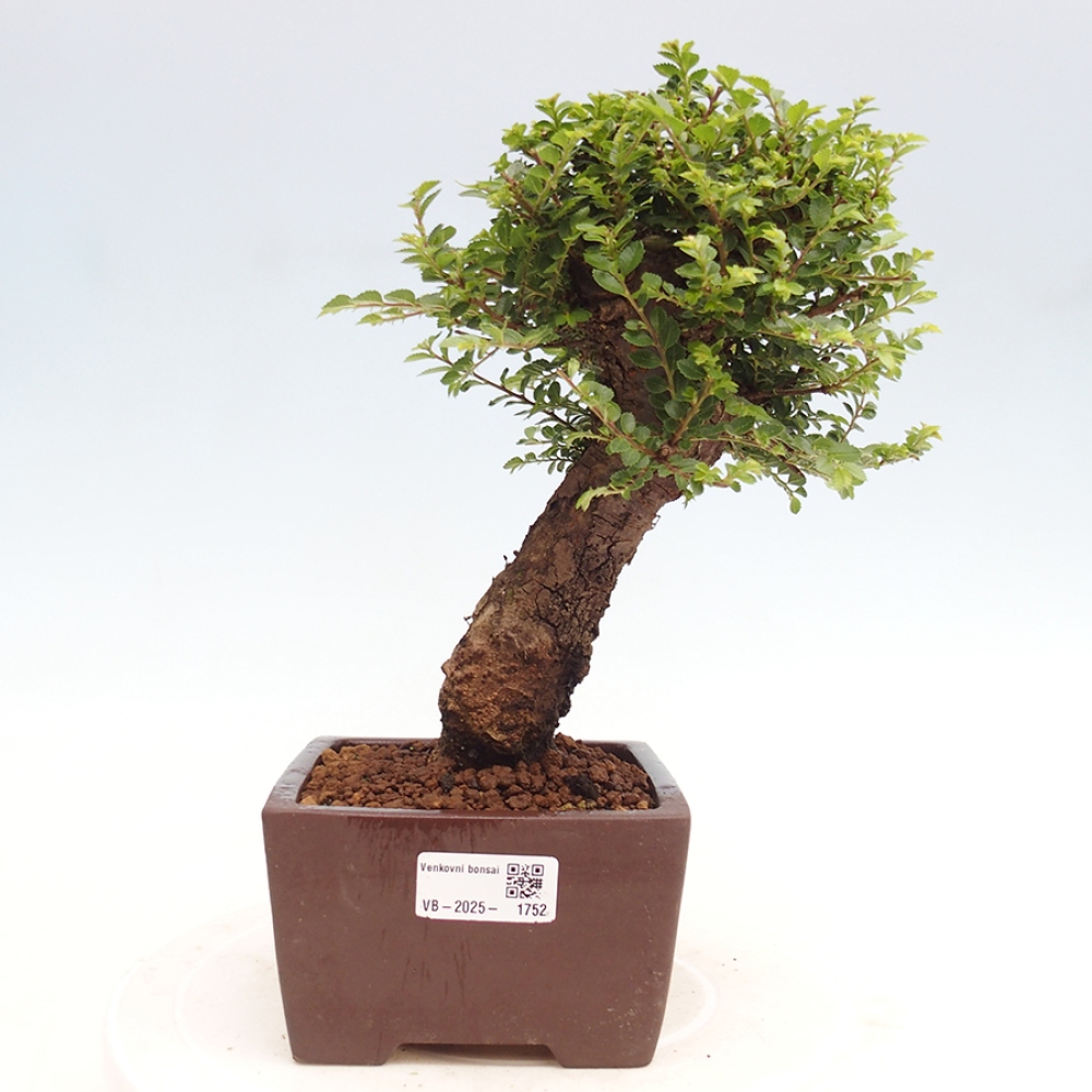 Vonkajší bonsai - Ulmus parvifolia Hokkaido - brest Činski