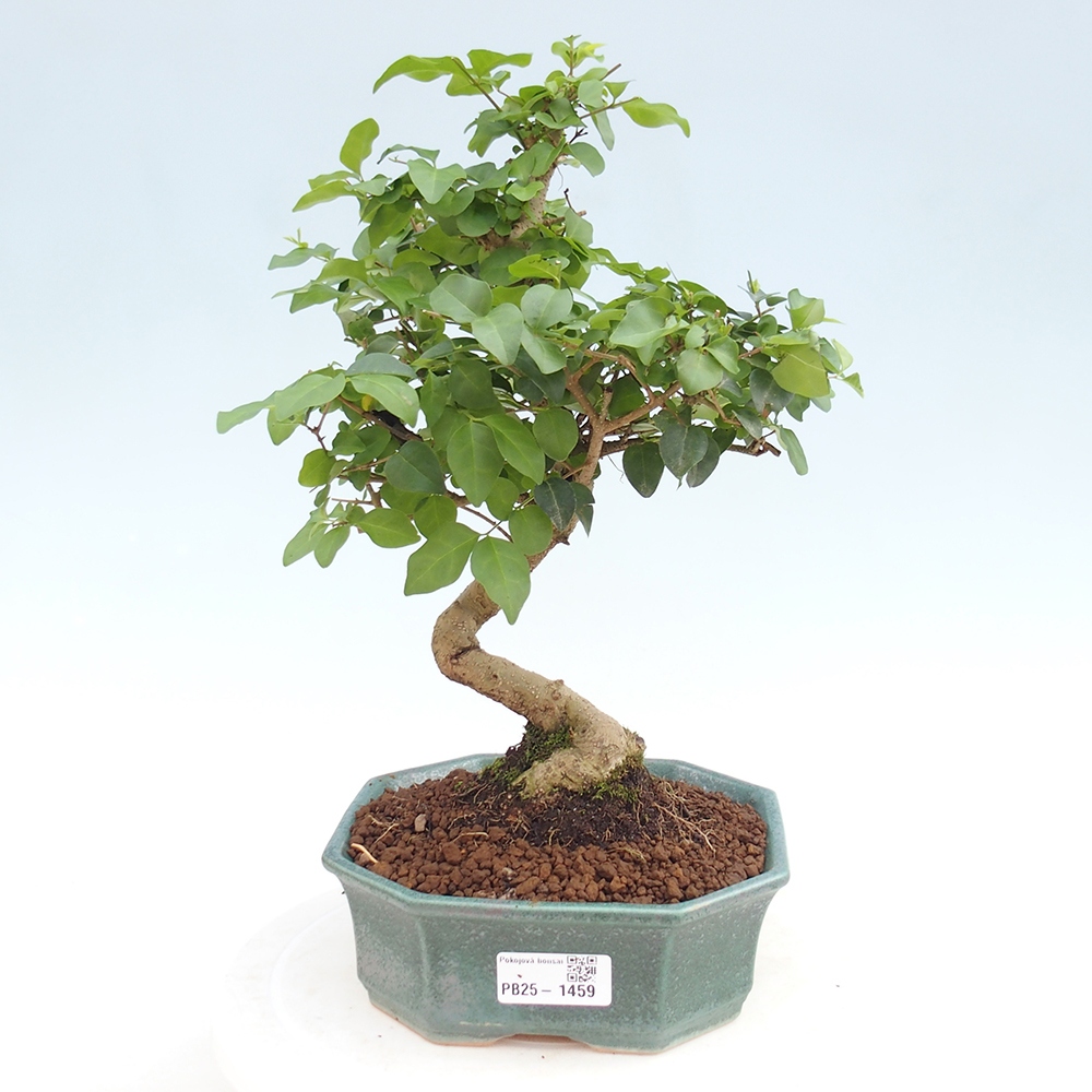 Izbová bonsai -Ligustrum chinensis - Vtáčí zob