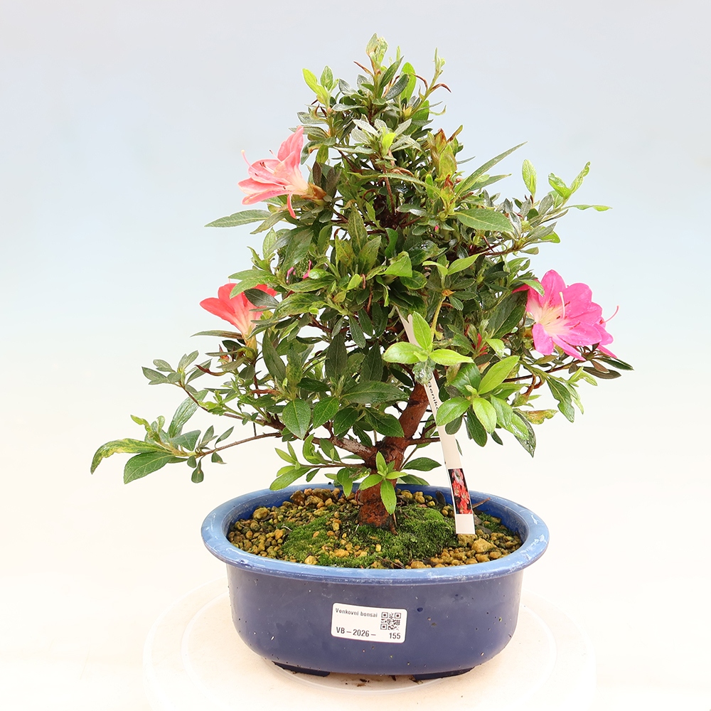 Vonkajšie bonsaje - Japonské azalky - Azalea Beniko