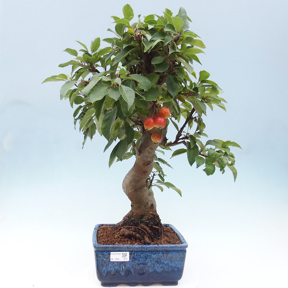 Vonkajší bonsai -Malus halliana - Maloplodá jabloň
