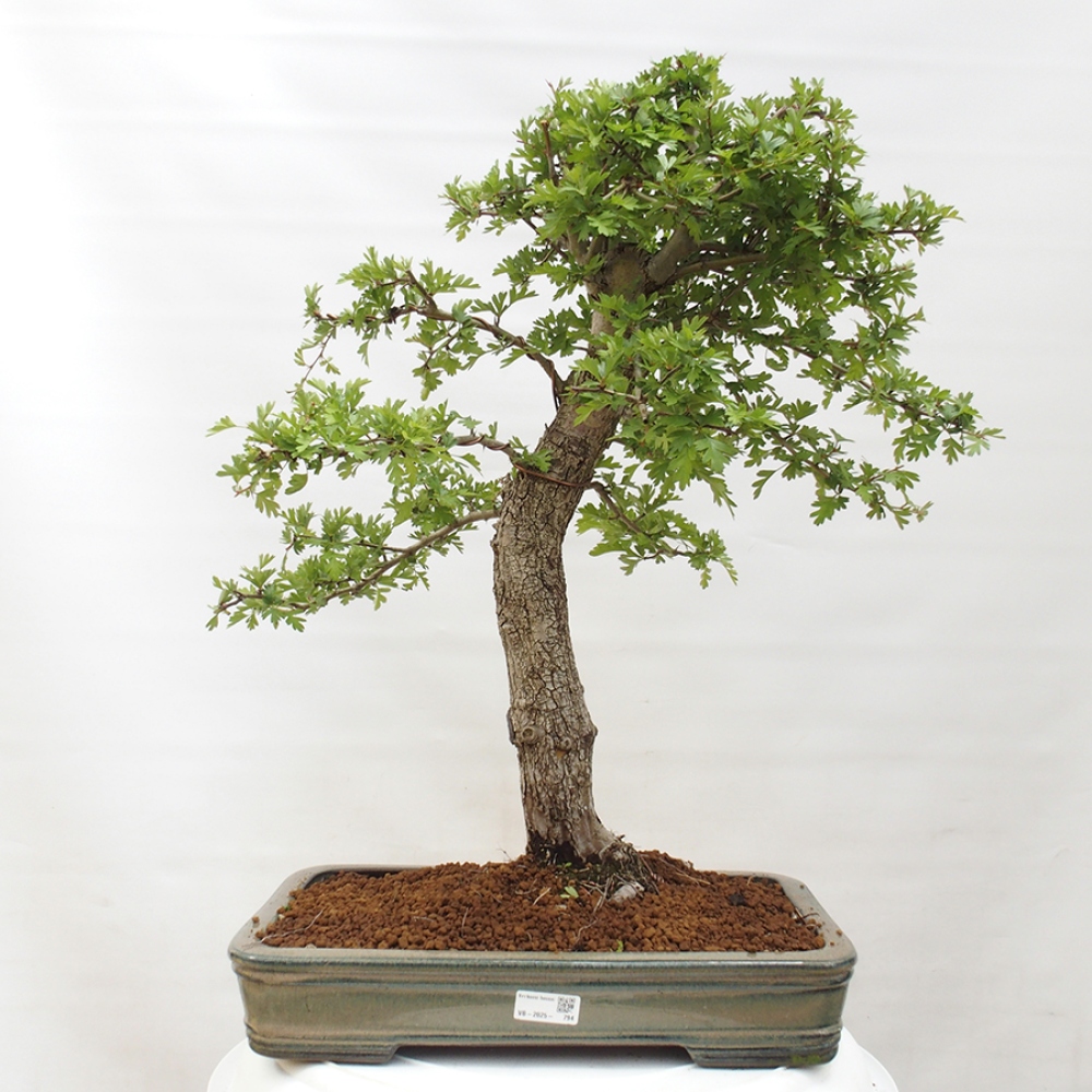 Vonkajší bonsai - Hloh - Crataegus monogyna