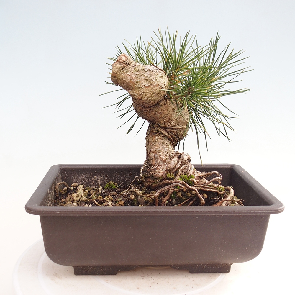 Vonkajšie bonsaje - Pinus thunbergii - borovica Thunbergova