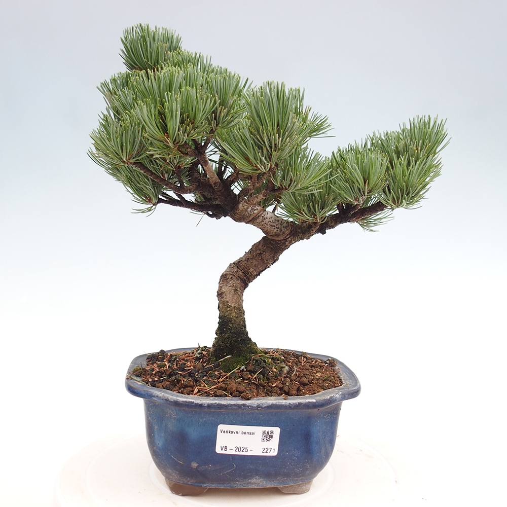 Vonkajšie bonsai - Pinus parviflora - Borovica drobnokvetá