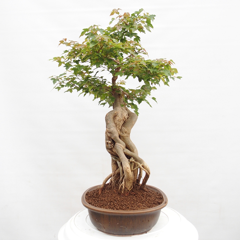 Vonkajšie bonsai - Javor Buergerianum - Javor Burgerův