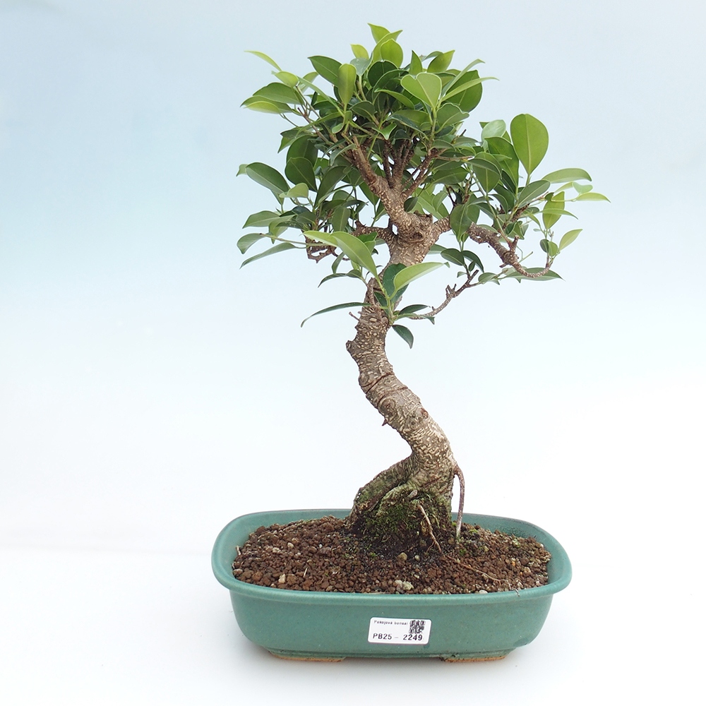 Izbová bonsai - Ficus kimmen - malolistá fikus