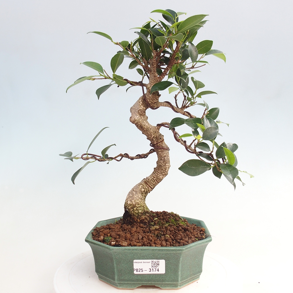 Izbová bonsai - Ficus retusa - malolistá fikus