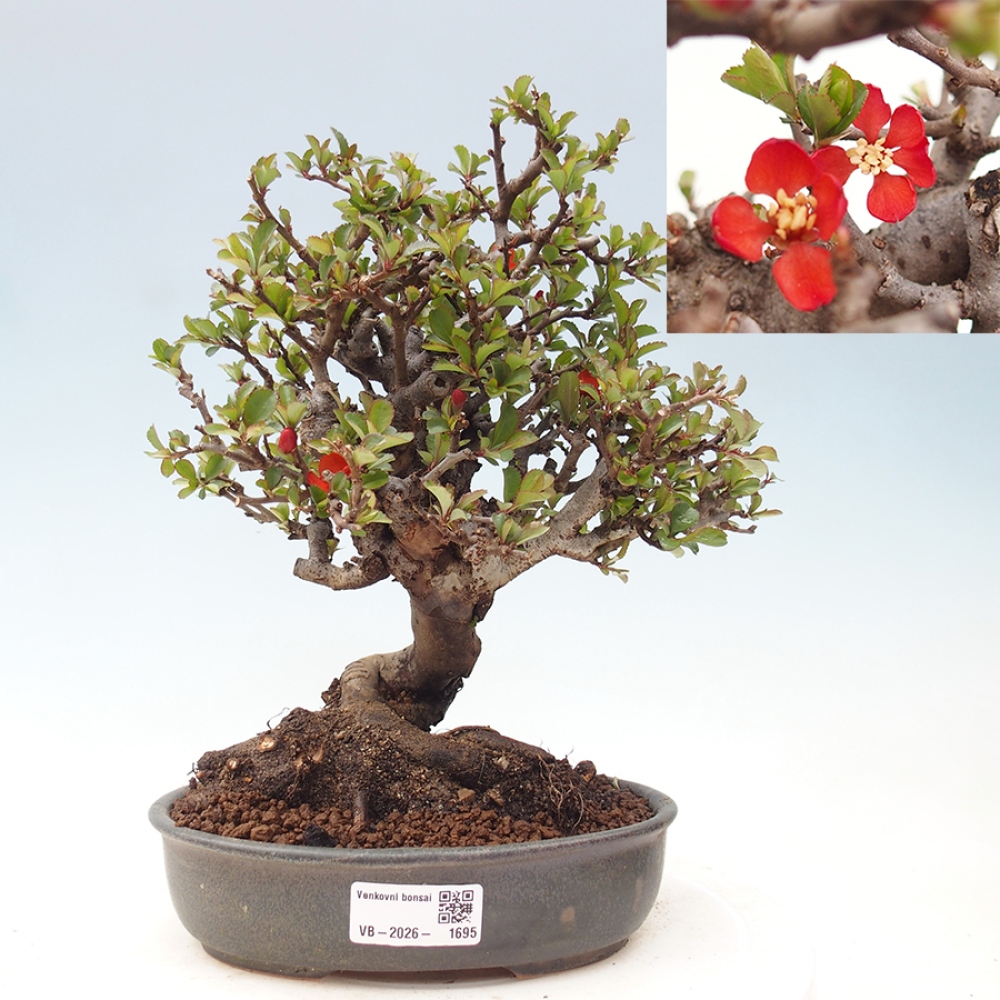 Vonkajšie bonsaje - Chaneomeles speciosa - Kdoule