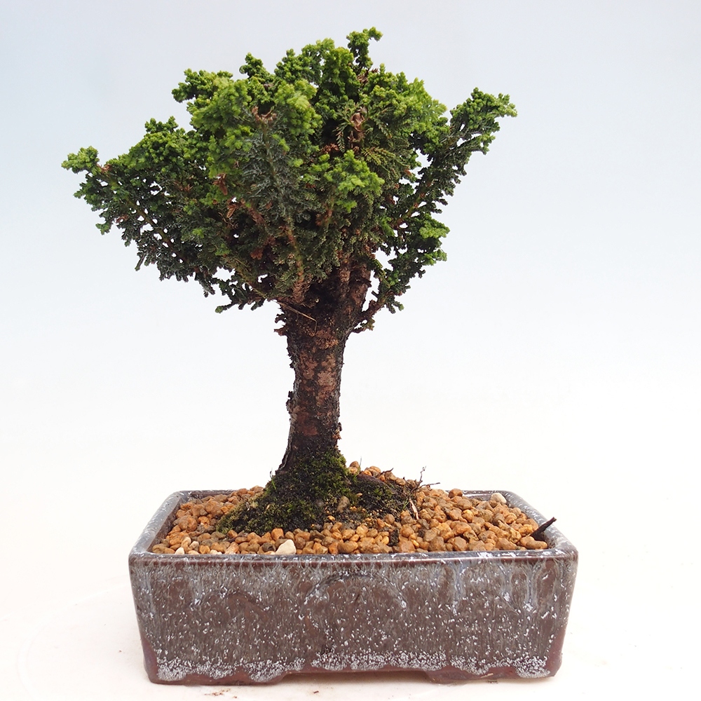 Vonkajšie bonsai - Cham. obtusa SEKKA HINOKI - Cyprus