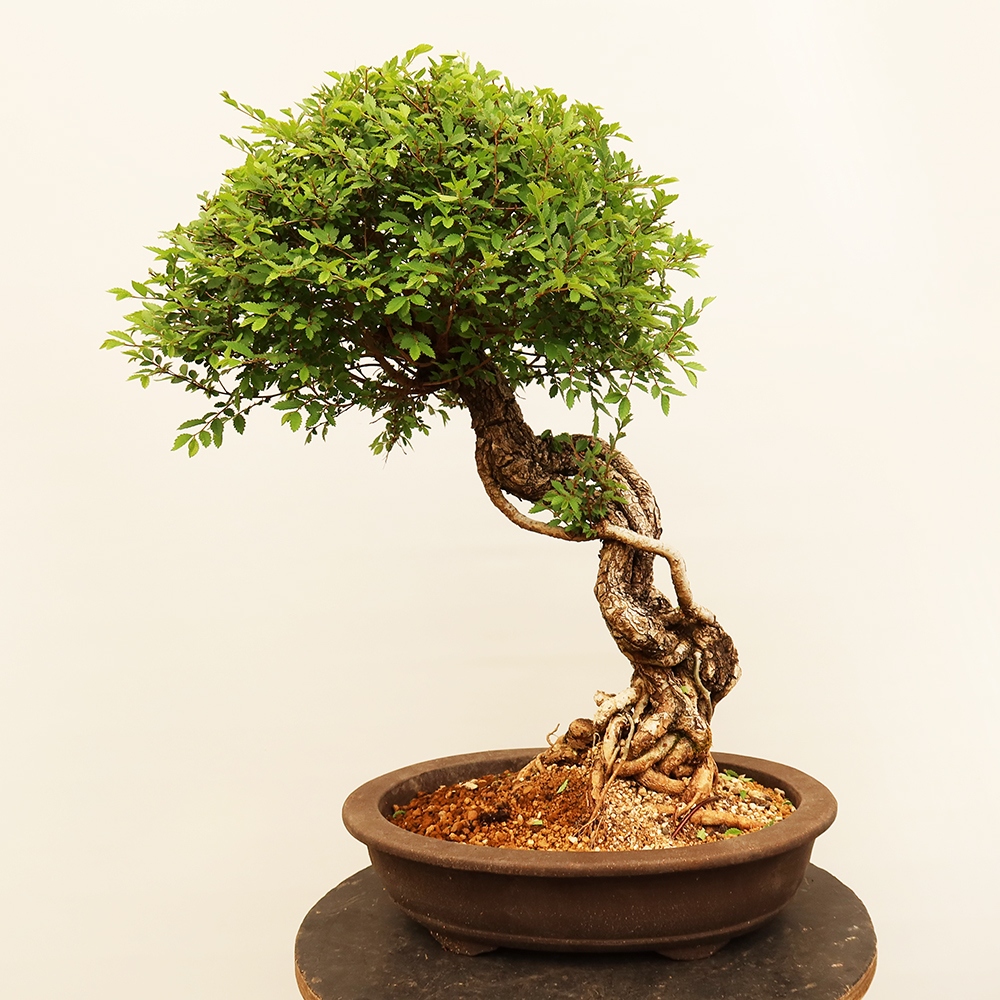 Vonkajšie bonsai - Zelkova - Zelkova NIRE