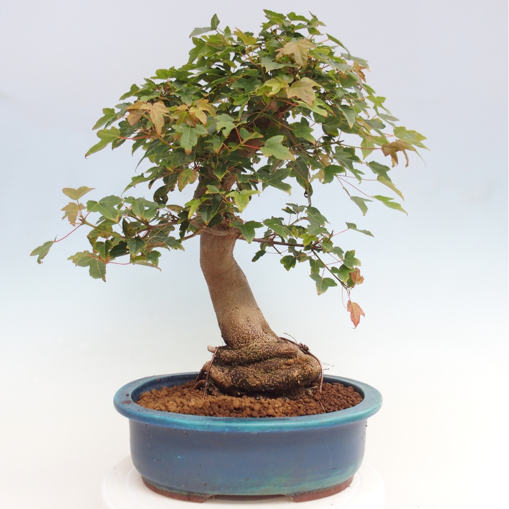 Vonkajšie bonsai - Javor Buergerianum - Javor Burgerův