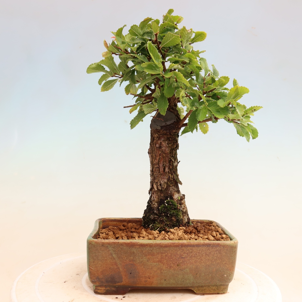 Vonkajšie bonsaje - Zelkova - Zelkova NIRE