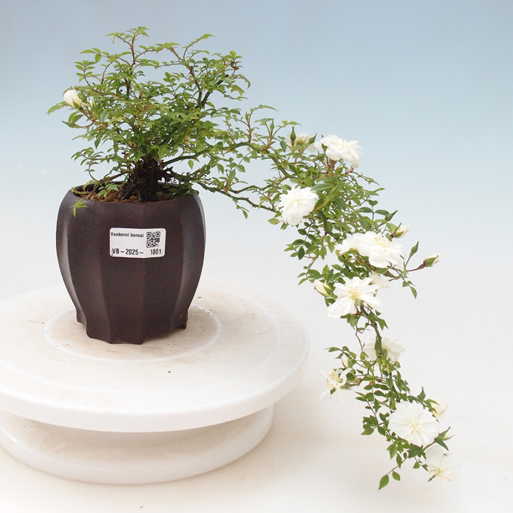 Vonkajší bonsai - Rosa Sea Foam - ruža