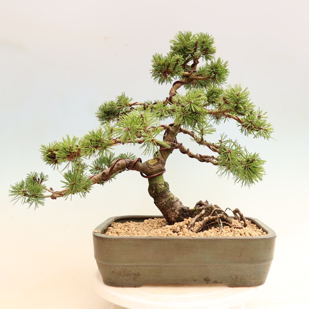 Vonkajšie bonsaje – Pinus mugo Humpy – borovica krivá