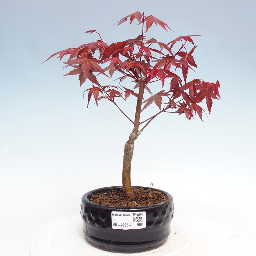 Vonkajšie bonsai - Javor dlaňolistý - Acer palmatum DESHOJO