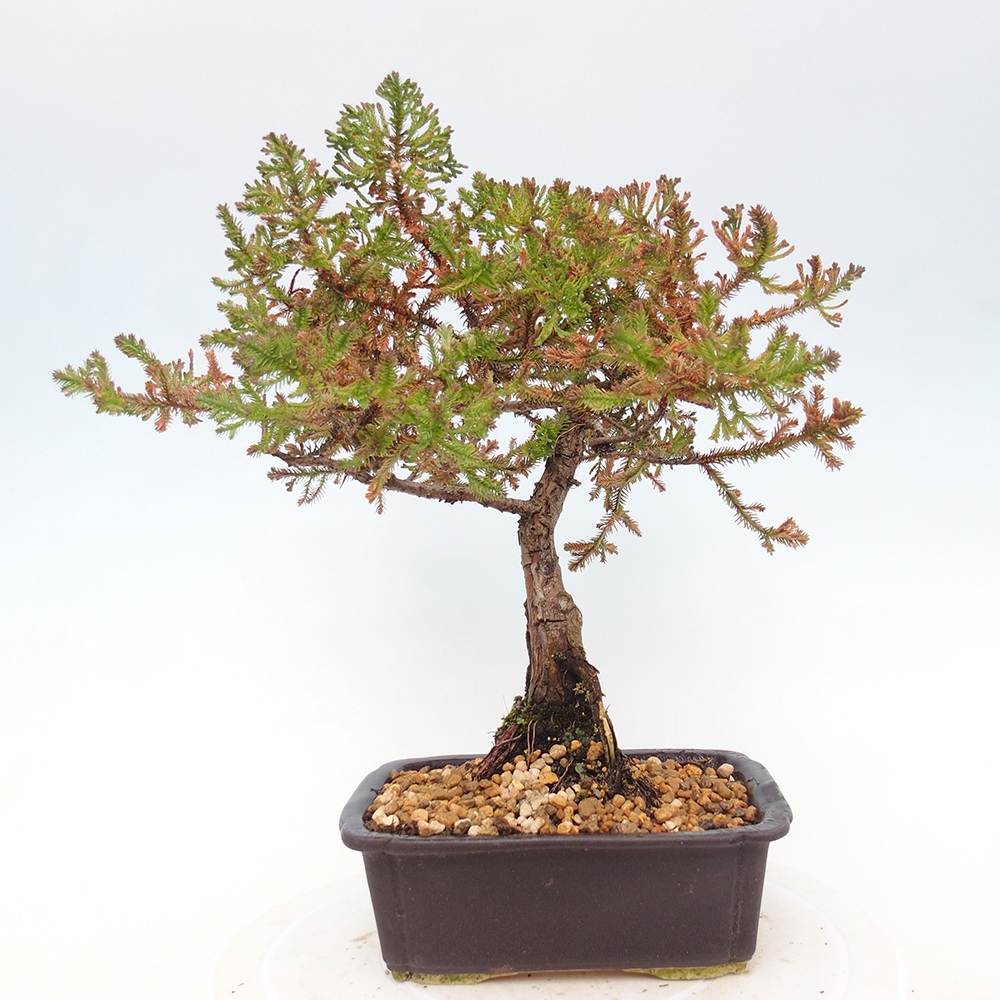 Vonkajší bonsaj - Chamaecyparis thyoides - Cypruštek