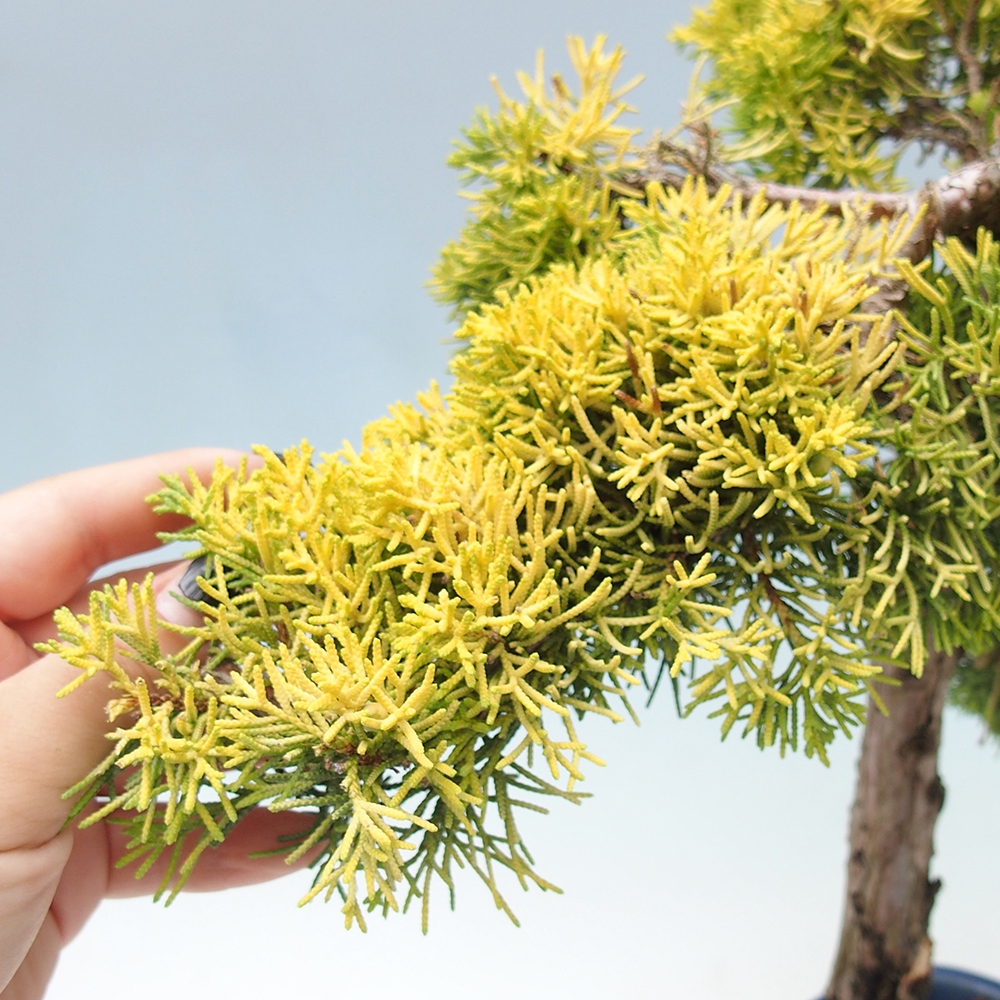 Vonkajší bonsai - Juniperus chinensis plumosa aurea - Borievka čínska zlatá