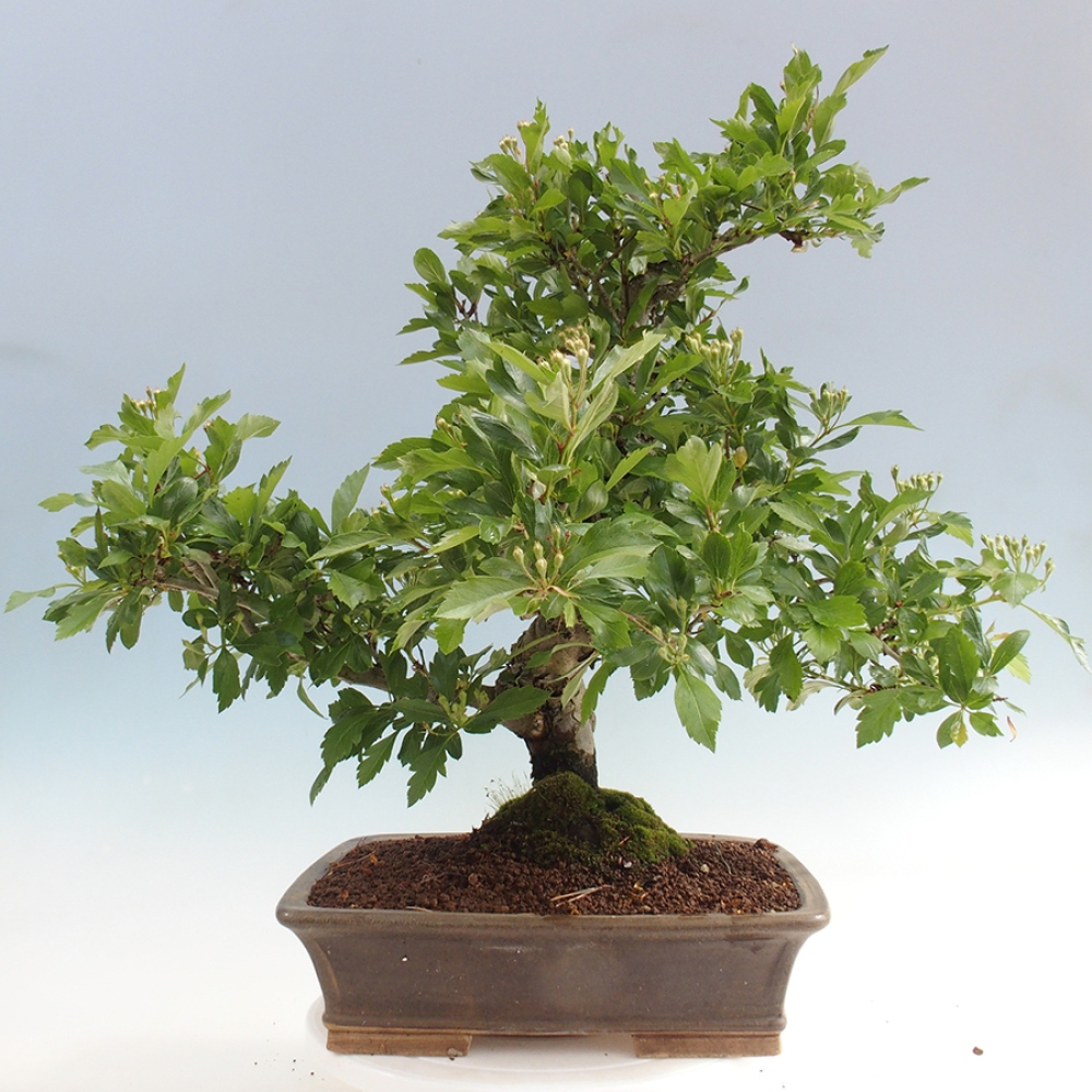 Vonkajší bonsai - Hloh klinovitý - Crataegus cuneata