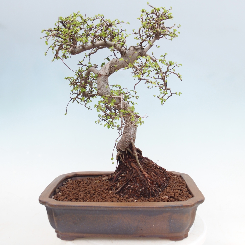 Izbová bonsai - Ulmus parvifolia - Malolistý jilm