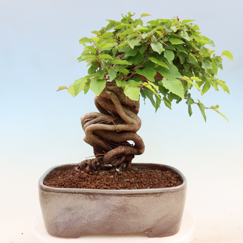 Vonkajší bonsaj -Carpinus coreana - Hrab kórejský