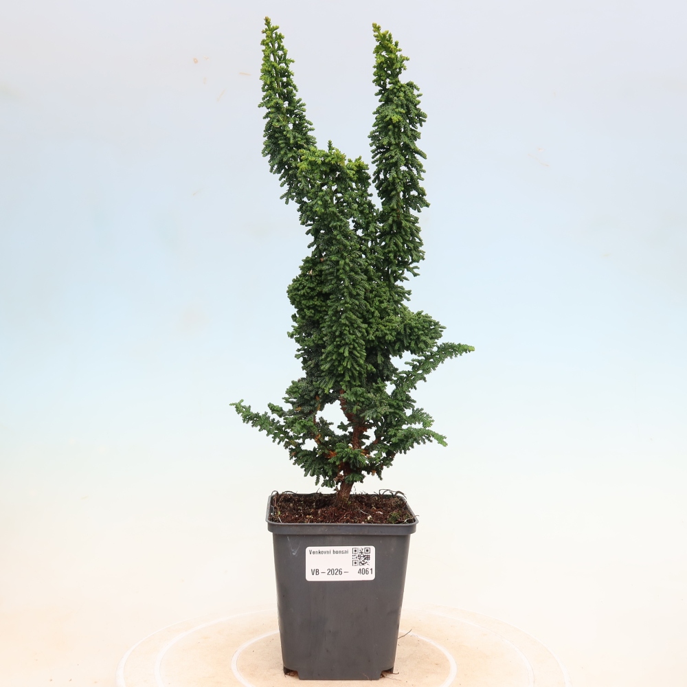Vonkajší bonsaj - Cham. obtusa SEKKA HINOKI - Cypruštek
