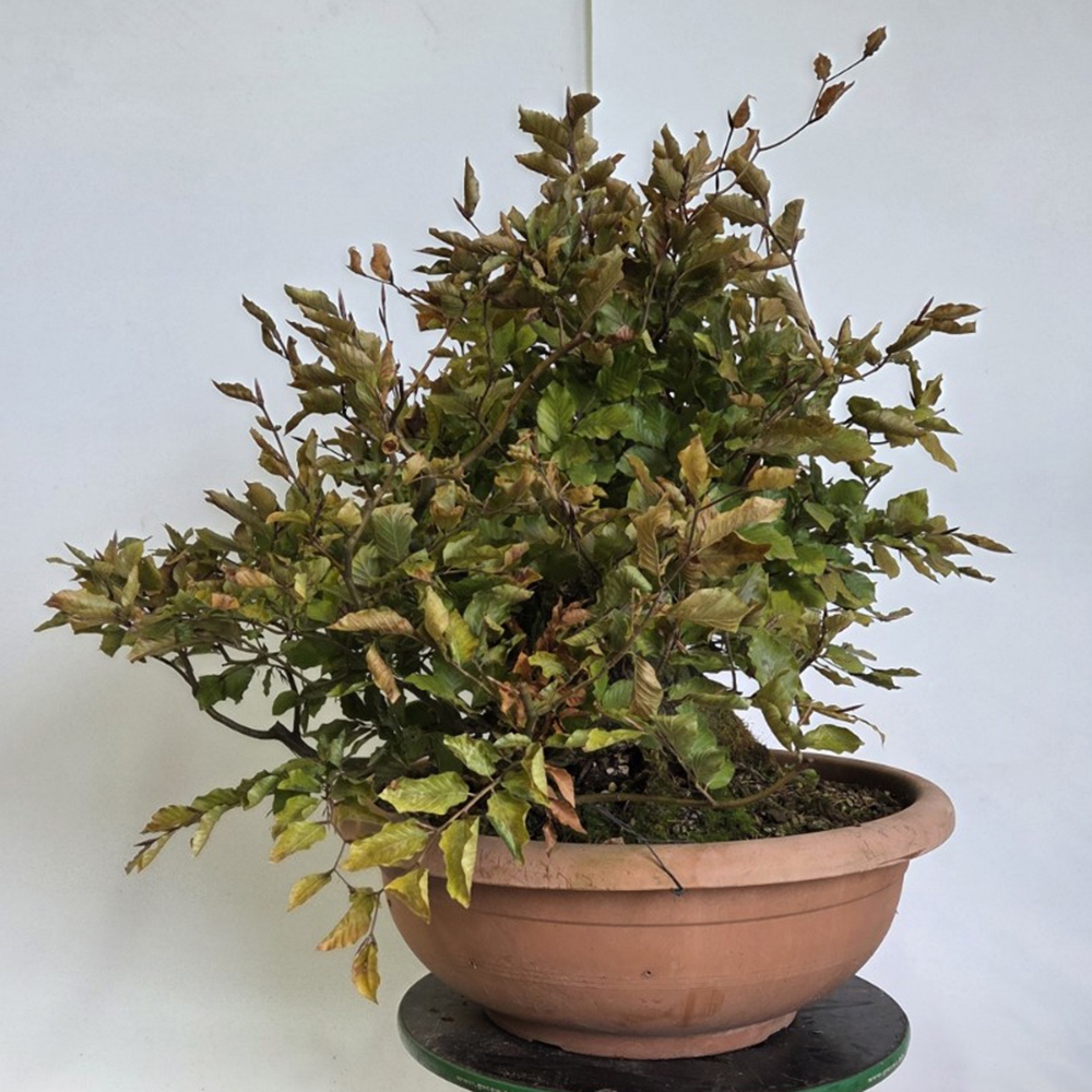 Vonkajšia bonsai-Fagus sylvatica
