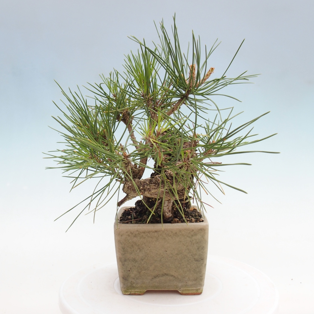 Vonkajší bonsai - Pinus thunbergii - Borovica thunbergova