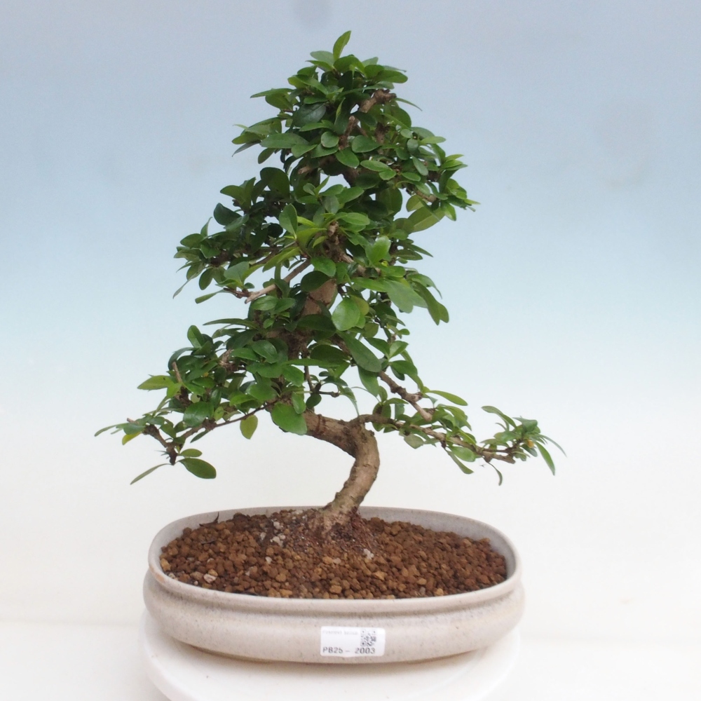 Izbová bonsai - Carmona macrophylla - Čaj fuki