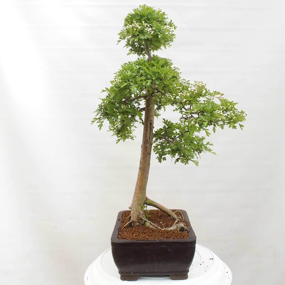 Vonkajší bonsai - Hloh - Crataegus monogyna
