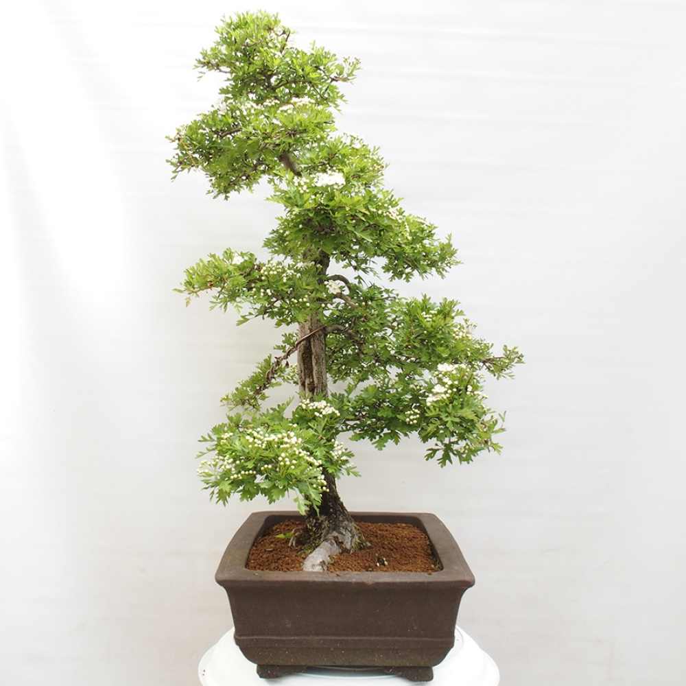 Vonkajší bonsai - Hloh - Crataegus monogyna