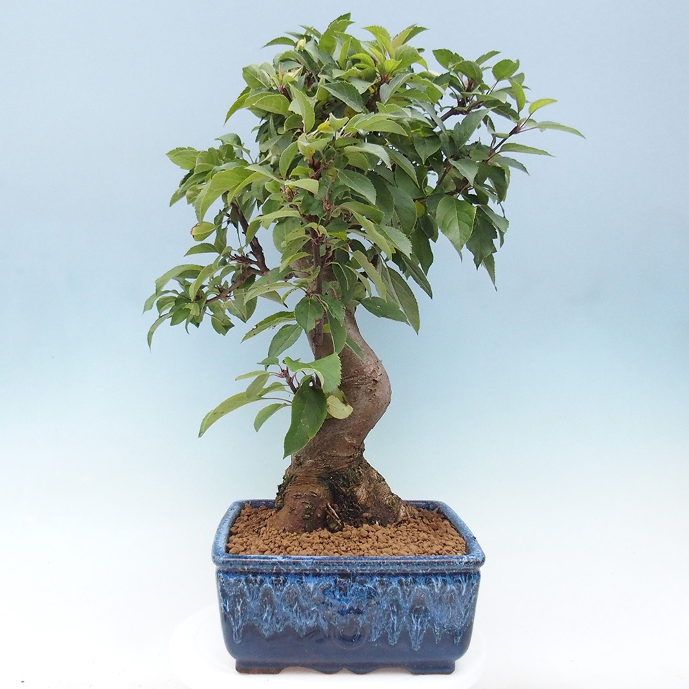Vonkajší bonsai -Malus halliana - Maloplodá jabloň