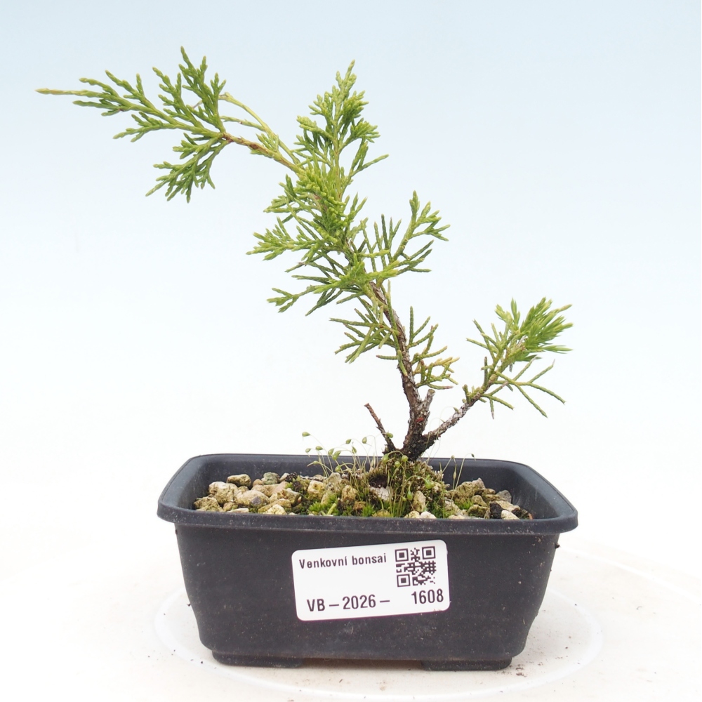 Vonkajší bonsaj - Juniperus chinensis Itoigawa