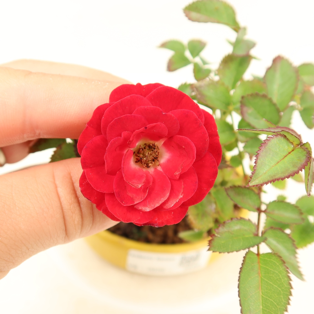 Vonkajšie bonsaje – Rosa Kordes – ruže