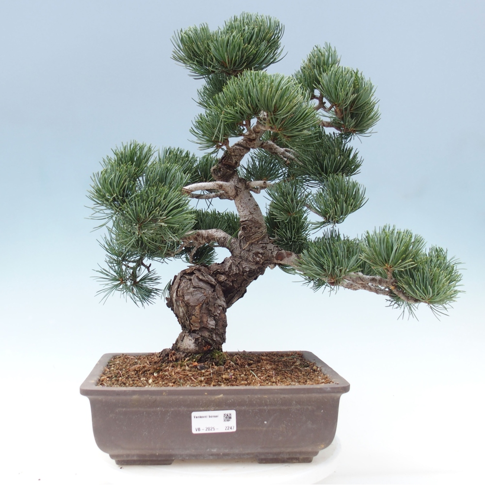 Vonkajšie bonsai - Pinus parviflora - Borovica drobnokvetá