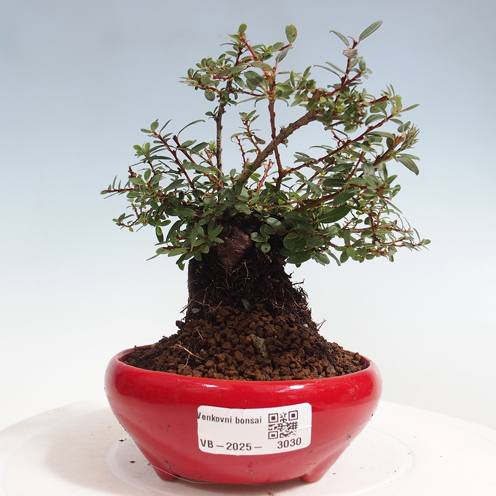 Vonkajšie bonsai - Salix - Vŕba