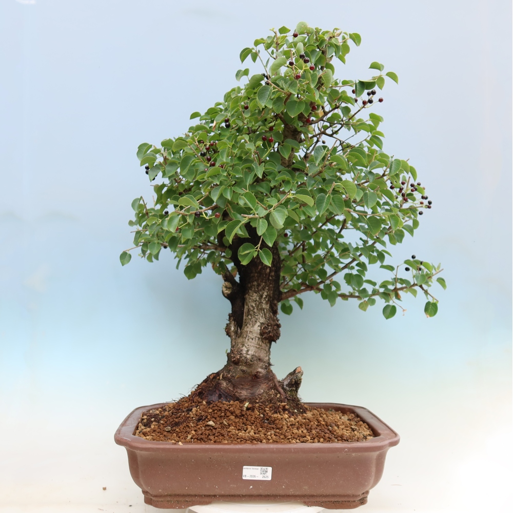 Vonkajší bonsai – Mahalebka – Prunus mahaleb