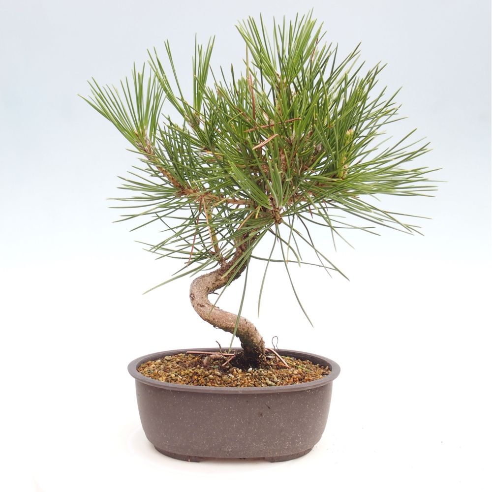 Vonkajší bonsai - Pinus thunbergii - Borovica thunbergova