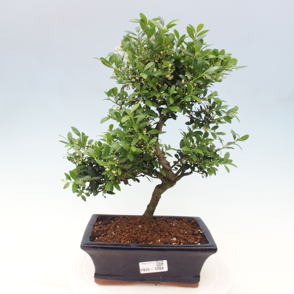 Izbová bonsai - Ilex crenata - Cezmína