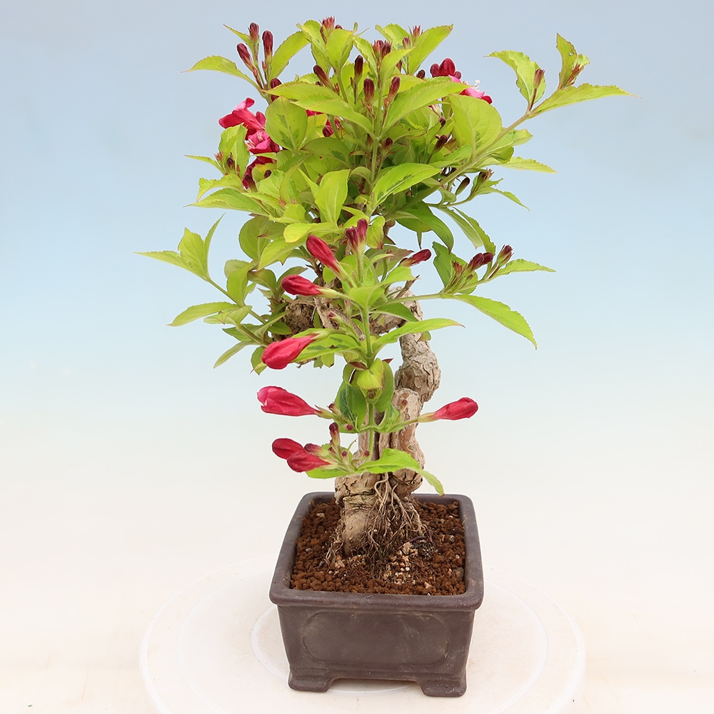 Vonkajší bonsai – Weigela subsessilis – vajgélia kórejská